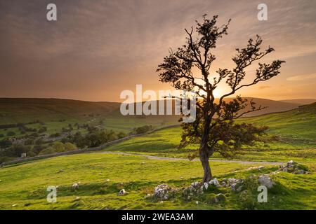 Il sole tramonta dietro un albero solitario, sulle colline sopra il villaggio di Arncliffe a Littondale, Yorkshire Dales National Park, Regno Unito Foto Stock