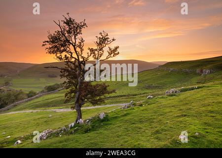 Il sole tramonta dietro un albero solitario, sulle colline sopra il villaggio di Arncliffe a Littondale, Yorkshire Dales National Park, Regno Unito Foto Stock