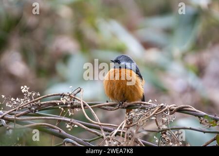 il rosso dauriano è in una foresta Foto Stock