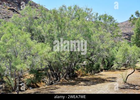 Il tamarisk francese (Tamarix gallica) è un arbusto deciduo o piccolo albero originario dell'Asia occidentale e comune nelle coste del bacino del Mediterraneo. Questa foto non era Foto Stock