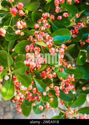 Frutti invernali e semi del mandrino giapponese, Euonymus japonicus Foto Stock