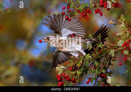 Primo piano del decollo di un European Fieldfare (Turdus pilaris). Foto Stock