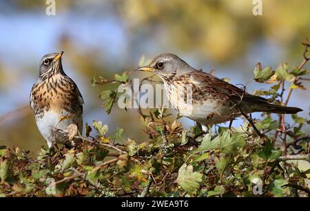 Due European Fieldfares (Turdus pilaris) che si nutrono di bacche. Foto Stock