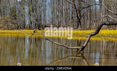 Paesaggio di Honkers Bay, Kentucky Foto Stock