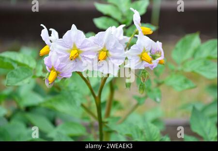 Primo piano dei fiori di patate. L'immagine può essere utilizzata per descrivere botanicamente la pianta. Foto Stock