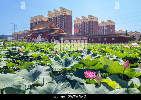 Jinzhou, Jiuhua Mountain, Liaoning, Linghai, Palazzo del piccolo Potala, Repubblica Popolare Cinese, ninfee Foto Stock