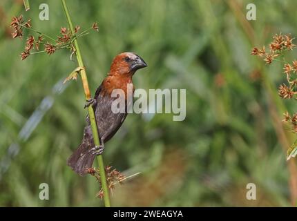 Tessitore a becco spesso (Amblyospiza albifrons) maschio adulto arroccato sullo stelo Ghana, Africa. Novembre Foto Stock