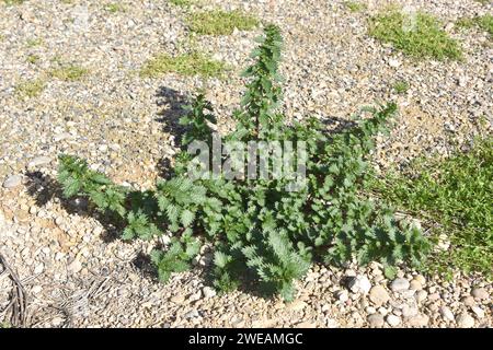 L'ortica annuale (Urtica urens) è un'erba pungente annuale originaria dell'Eurasia. Questa foto è stata scattata nella provincia di Lleida, Catalogna, Spagna. Foto Stock