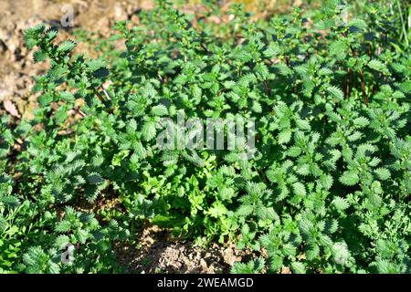 L'ortica annuale (Urtica urens) è un'erba pungente annuale originaria dell'Eurasia. Questa foto è stata scattata a Emporda, provincia di Girona, Catalogna, Spagna. Foto Stock