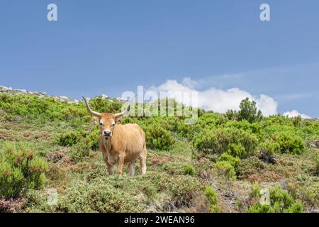 Mucca di montagna semi-selvatica, razza Barrosa, dal Parco Nazionale di Peneda Geres, a nord del Portogallo Foto Stock