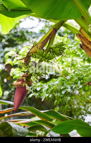 Ciclo di vita banana Tree, foglie verdi e Fiore viola, vista a livello degli occhi Foto Stock
