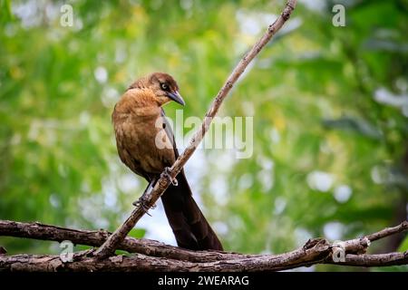 Grackle femmina dalla coda di Gereat (Quiscalus mexicanus) arroccato su un albero Foto Stock