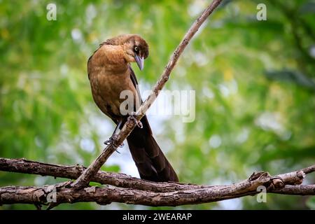 Grackle femmina dalla coda di Gereat (Quiscalus mexicanus) arroccato su un albero Foto Stock