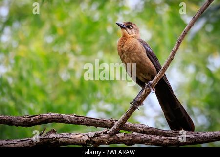 Grackle femmina dalla coda di Gereat (Quiscalus mexicanus) arroccato su un albero Foto Stock