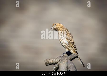 Casa Finch (Haemorhous mexicanus) in un cortile. Foto Stock