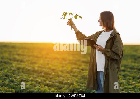 Una contadina con tavoletta digitale tiene la pianta di soia, esamina e controlla sul campo. L'agronomo controlla la crescita e lo sviluppo dei germogli prima di h Foto Stock