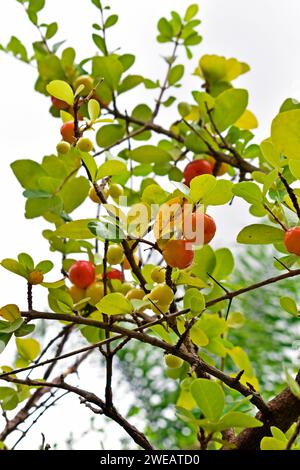 Ciliegia di Acerola o ciliegia Guarani (Malpighia emarginata) frutti su albero Foto Stock