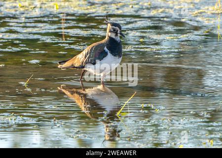 Lapwing settentrionale (Vanellus vanellus) Parco naturale del Delta dell'Ebro (Spagna) Foto Stock