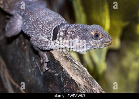 Iguana con colletto, Oplurus cuvieri, Madagascar Foto Stock