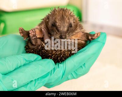 Immagine documentaria di un riccio europeo in un centro di soccorso nel Regno Unito, tenuto in mano Foto Stock