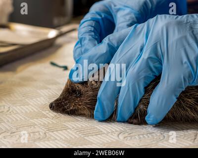 Immagine documentaria di un riccio europeo in un centro di soccorso nel Regno Unito, con le zecche rimosse dall'orecchio Foto Stock