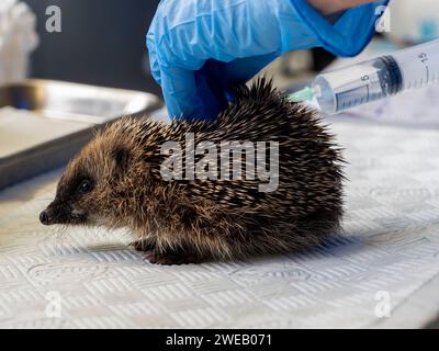 Immagine documentaria di un riccio europeo in un centro di soccorso nel Regno Unito, che riceve l'iniezione di liquidi per la disidratazione Foto Stock