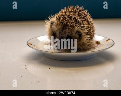 Immagine documentaria di un riccio europeo in un centro di soccorso nel Regno Unito, che impara a nutrirsi Foto Stock