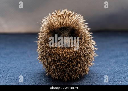 Immagine documentaria di un riccio europeo in un centro di soccorso nel Regno Unito, in grado di arricciarsi completamente Foto Stock