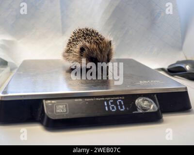 Immagine documentaria di un riccio europeo in un centro di soccorso nel Regno Unito, in fase di pesatura Foto Stock