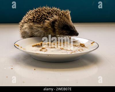 Immagine documentaria di un riccio europeo in un centro di soccorso nel Regno Unito, che impara a nutrirsi Foto Stock