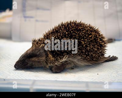 Immagine documentaria di un riccio europeo defunto in un centro di soccorso nel Regno Unito Foto Stock