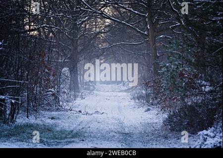 Splendido sentiero innevato nella foresta. Viale con querce e pini, fredda nebbia mattutina invernale nei Paesi Bassi, vista orizzontale sui boschi innevati Foto Stock