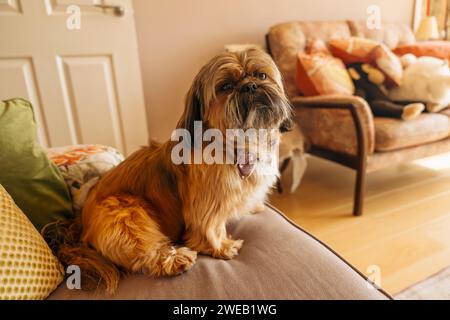 Il cane shih tzu seduto sul divano a casa. Divertimento con animali domestici a casa Foto Stock