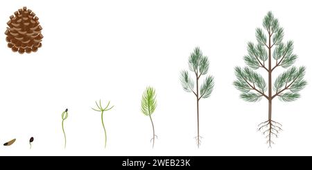 Sequenza di alberi di pino scozzese che crescono isolati su bianco. Illustrazione Vettoriale