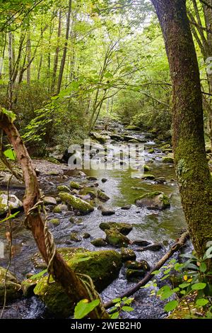 Serene Forest Stream con Mossy Rocks nelle Smoky Mountains Foto Stock