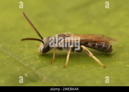 Primo piano naturale su un piccolo maschio ape solco di bronzo comune, Halictus tumulorum seduto su una foglia verde Foto Stock