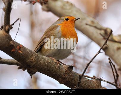 European robin, robin o robin redbreast, Rotkehlchen, Rouge-Gorge familier, erithacus rubecula, vörösbegy, Budapest, Magyarország, Ungheria, Europa Foto Stock