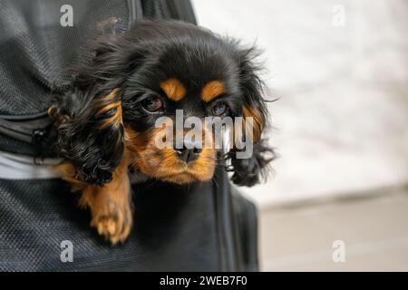 Cavalier King Charles Spaniel cucciolo nero e abbronzato in un portabagagli da viaggio. Messa a fuoco morbida. Messa a fuoco selettiva. Foto Stock