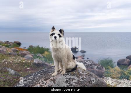 Il bianco e nero Yakutian Laika si trova sulla riva del mare. Foto Stock