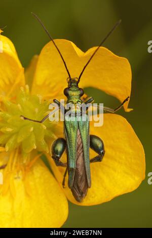 Primo piano verticale naturale su uno scarabeo verde metallizzato Oedemera nobilis in un fiore a forma di farfalla giallo Foto Stock