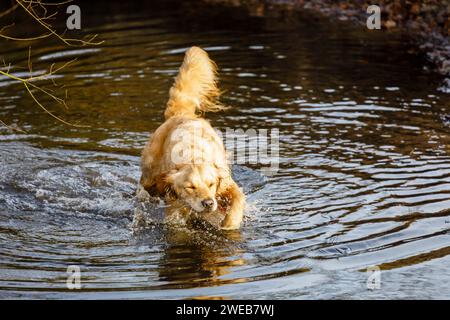 Un entusiasta golden retriever divertendosi, corre e schizzi attraverso acqua a Frensham Laghetto vicino a Farnham, Surrey, Regno Unito Foto Stock