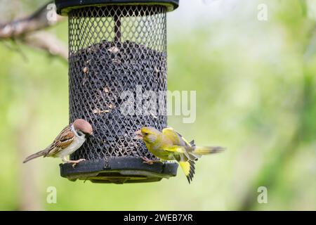 Un mulino verde europeo (Carduelis chloris) litiga con un passero domestico (Passer domesticus) su un alimentatore di uccelli nel Parco Nazionale Koros-Maros, Ungheria Foto Stock