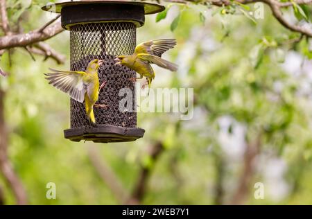 I finchi d'oro europei (Carduelis chloris) si scontrano con un alimentatore di semi di niger nel Parco Nazionale Koros-Maros, Contea di Bekes, Ungheria Foto Stock