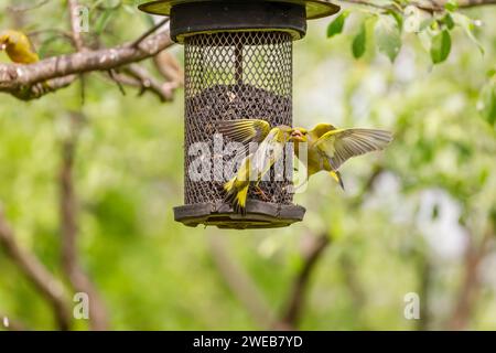 I finchi d'oro europei (Carduelis chloris) si scontrano con un alimentatore di semi di niger nel Parco Nazionale Koros-Maros, Contea di Bekes, Ungheria Foto Stock