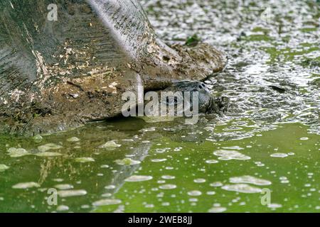 Una tartaruga gigante delle Galapagos che sfreccia in uno stagno fangoso. Santa Cruz, una delle isole Galapagos in Ecuador Foto Stock