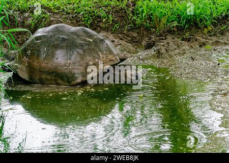 Una tartaruga gigante delle Galapagos che sfreccia in uno stagno fangoso. Santa Cruz, una delle isole Galapagos in Ecuador Foto Stock