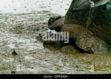 Una tartaruga gigante delle Galapagos che sfreccia in uno stagno fangoso. Santa Cruz, una delle isole Galapagos in Ecuador Foto Stock