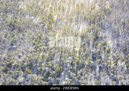 Vista aerea della foresta invernale. Il sole illumina le cime degli alberi. Paesaggio invernale dall'alto. Foto Stock