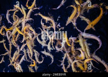 Storioni di albino vivi nella gabbia dell'allevamento ittico. Foto Stock