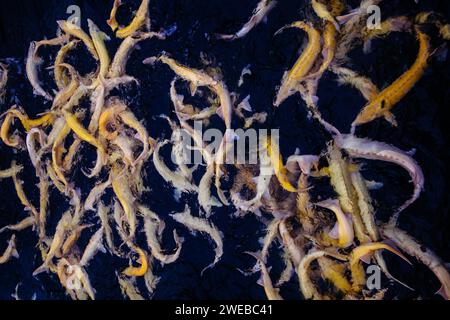 Storioni di albino vivi nella gabbia dell'allevamento ittico. Foto Stock